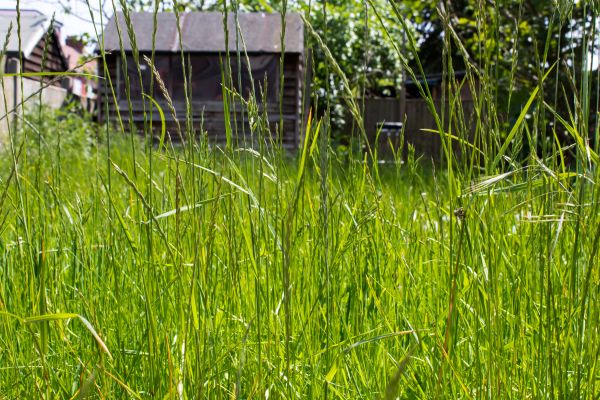 Cost of Overgrown Lawn Trimming in Woodstock