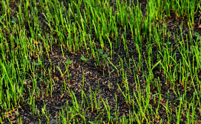 Who Does Lawn Mowings